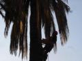 abattage de palmier avec charançon rouge 06,83
