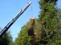 abattage06 d'un sequoia mort de 30metres sur cannes