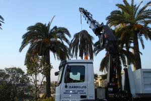 Location avec chauffeur de camion grue 8x4et 6x4 pour abattage de palmier ou autre