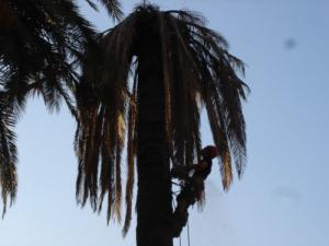 Broyage de palmier avec charançon rouge en région PACA