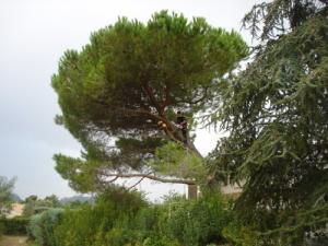 Élagage d'un arbre en bord de route avec nacelle près de Nice