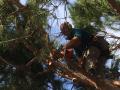 Chantier forestier élagage de pin près de Nice (06)